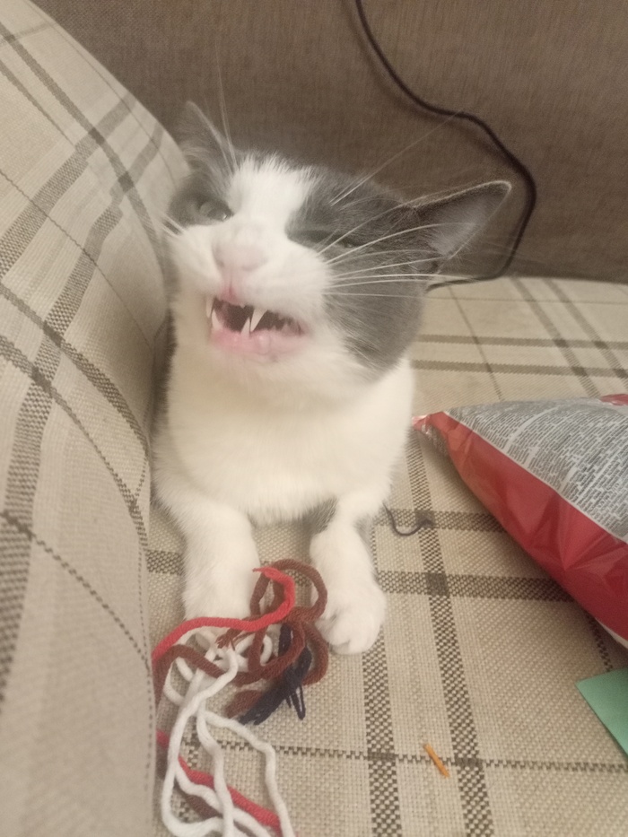 Ответ на пост «Конкурс: лучший кот Пикабу»