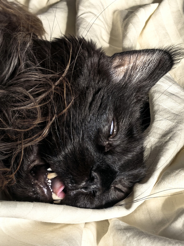 Выражение мордочки в такие моменты достойно запечатления. Если что, кот жив ))