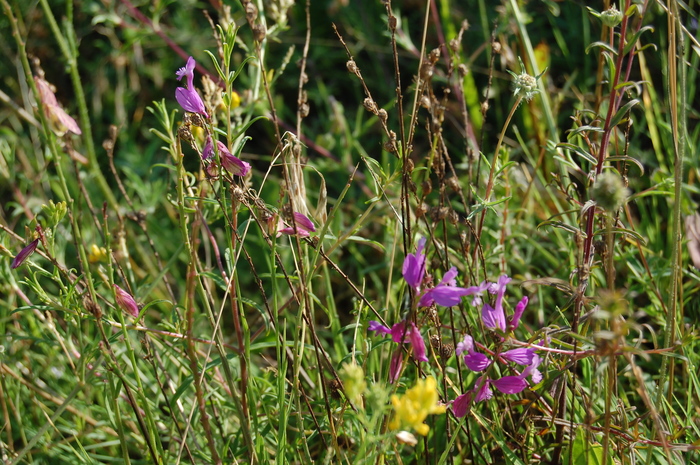 Истод обыкновенный