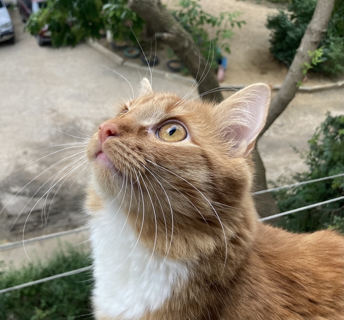 Ответ на пост «Конкурс: лучший кот Пикабу»