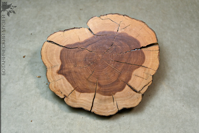 Спил ствола кизила из дендрологической коллекции Ботанического музея БИН РАН.