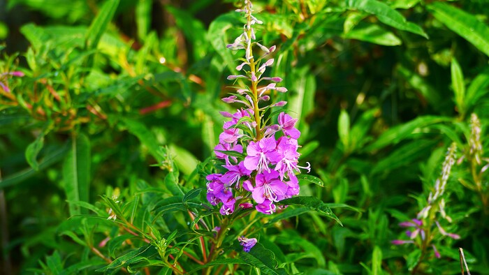 Полевые цветы