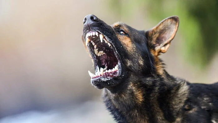 Animal cruelty - My, Dog, Cannibal, Петиция, Dog attack, Negative