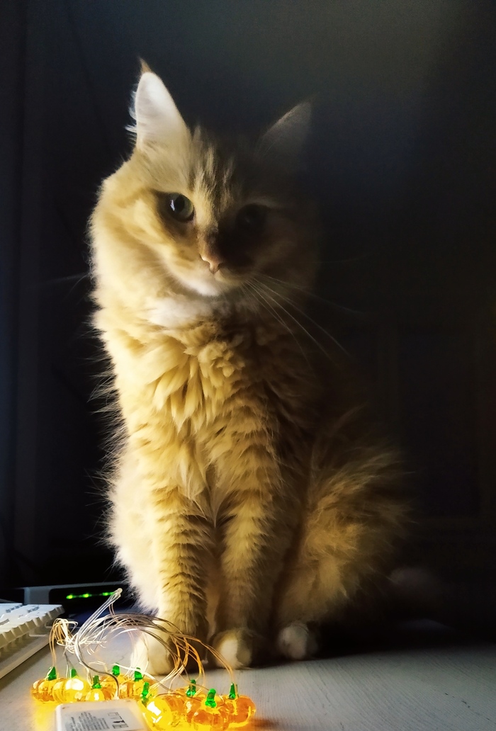 Ответ на пост «Конкурс: лучший кот Пикабу»