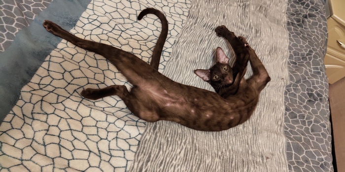 Ответ на пост «Конкурс: лучший кот Пикабу»