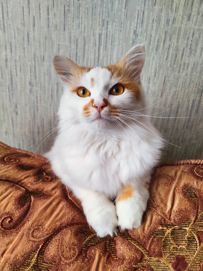 Ответ на пост «Конкурс: лучший кот Пикабу»