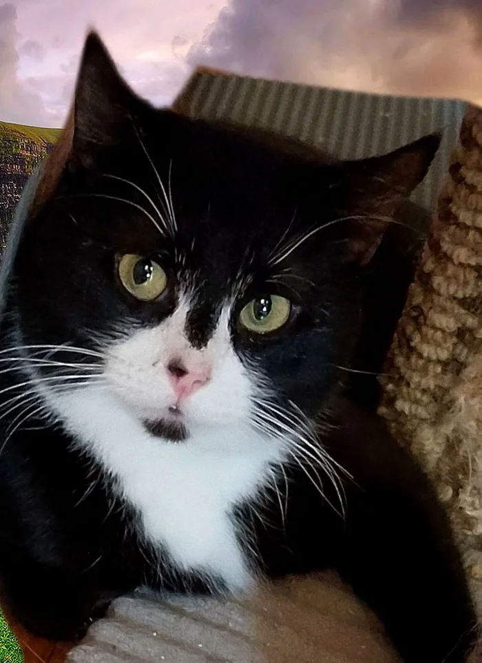 Green-eyed handsome guy is looking for a home - In good hands, Overexposure, Shelter, Homeless animals, Volunteering, Good league, Animal Rescue, Longpost