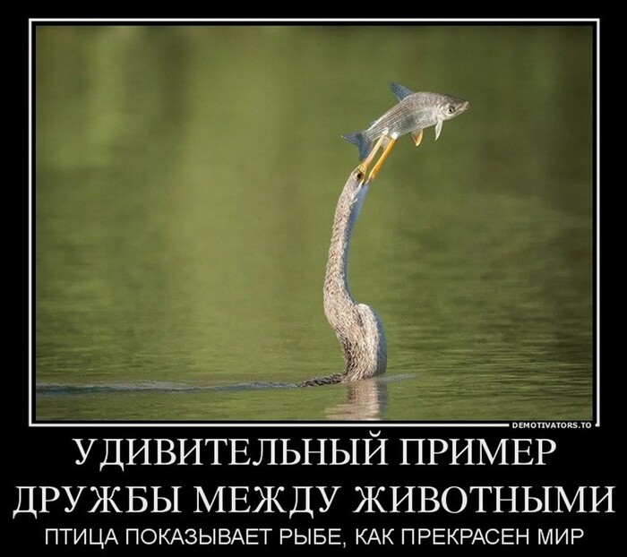             ?  ,  ,  , ,  ,  , Telegram (), ,   , 
