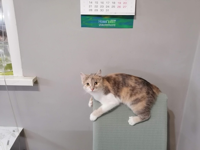 Любимый царапательный стул