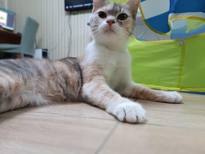 Просто красотка