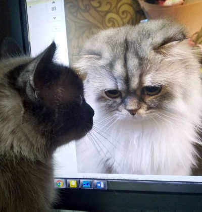 - Хозяин! Вот этому пушистику лвйк поставь, а то у меня лапки... 😽