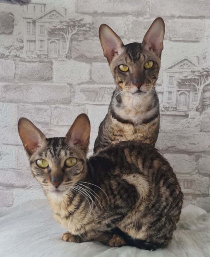 Ответ на пост «Конкурс: лучший кот Пикабу»