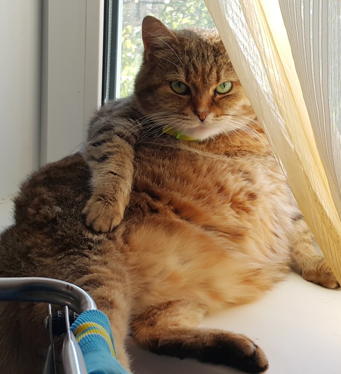 Ответ на пост «Конкурс: лучший кот Пикабу»