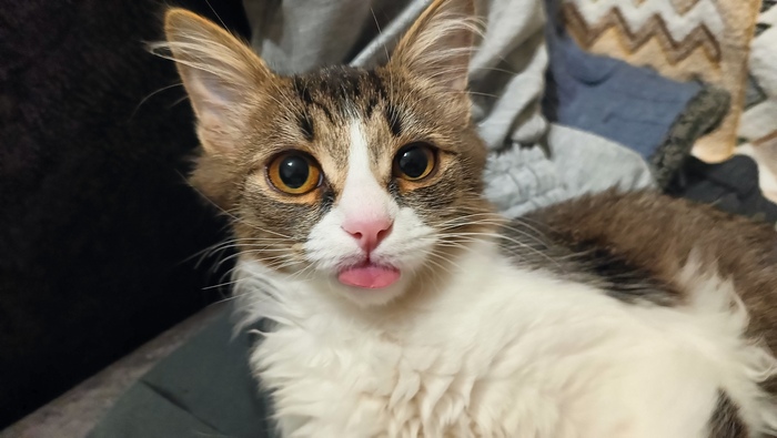   :    , , ,  , ,  ,   