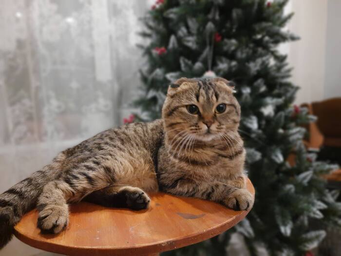 Ответ на пост «Конкурс: лучший кот Пикабу»