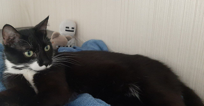 Феликс 🥺🥺лучший пятковый кот!!