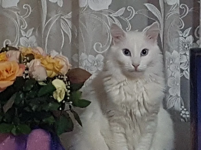 Ответ frgttn в «Конкурс: лучший кот Пикабу» - Моё, Пикабушники, Пикабу, Конкурс, День кошек, Кот, Волна постов, Ответ на пост, Длиннопост