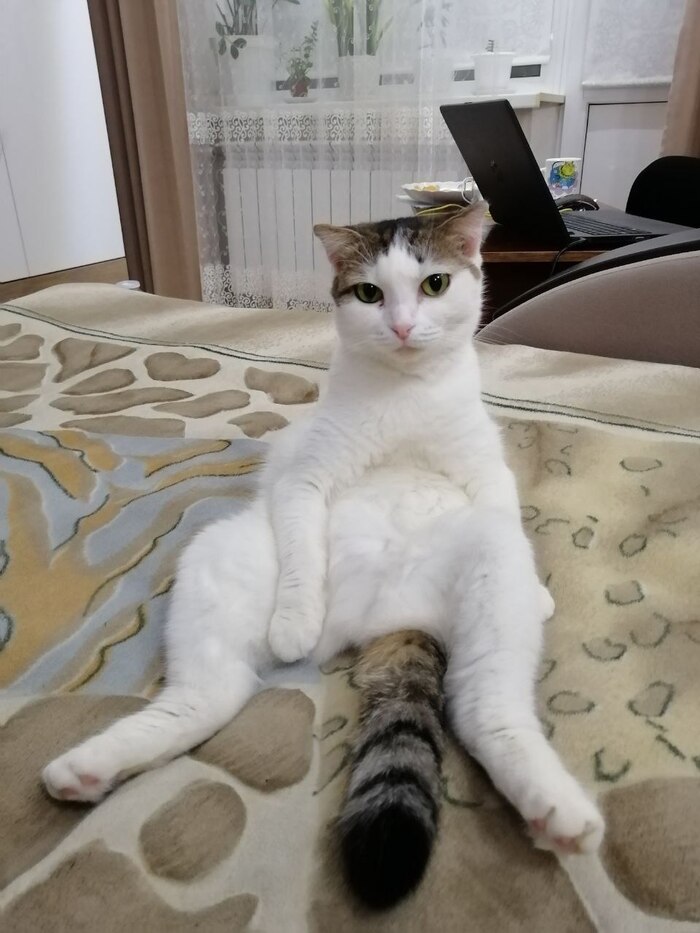 Ответ на пост «Конкурс: лучший кот Пикабу»