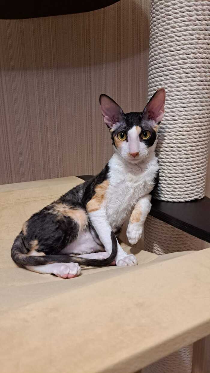 Ну ты это... голосуй, если чё! Пусть мой хозяин приз получит)