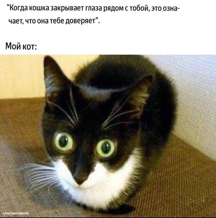    ,   , , , , Telegram ()