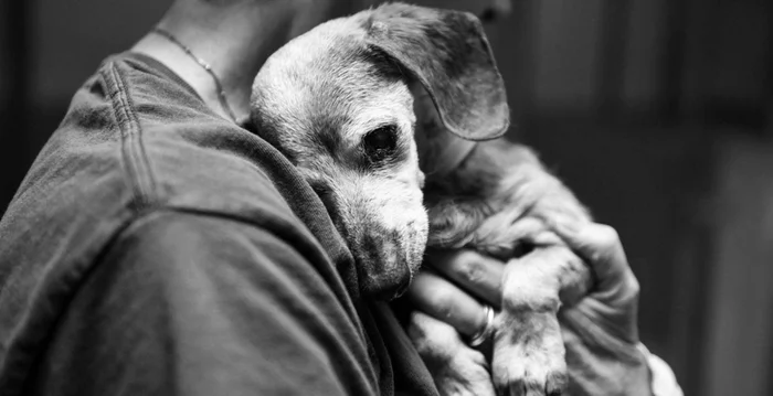 Today I am ashamed that I am an animal rights activist. - Animal defenders, Radical animal protection, Homeless animals, Stray dogs, Dog attack, Longpost, VKontakte (link), Screenshot, Negative