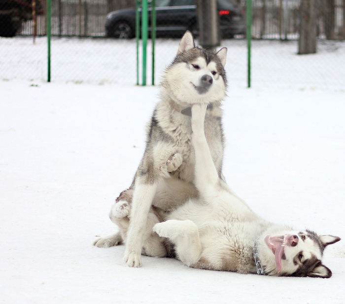 на фотке наша - снизу )