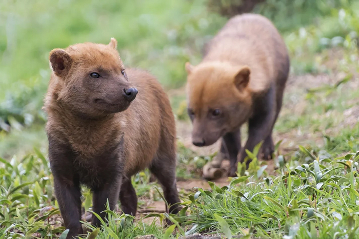 Bush dog     ,   ,  , ,  