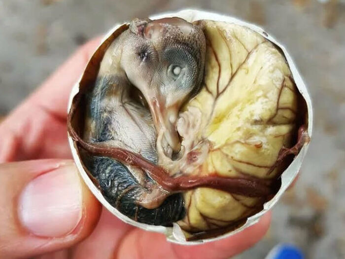 Ещё одна шокирующая еда из Китая