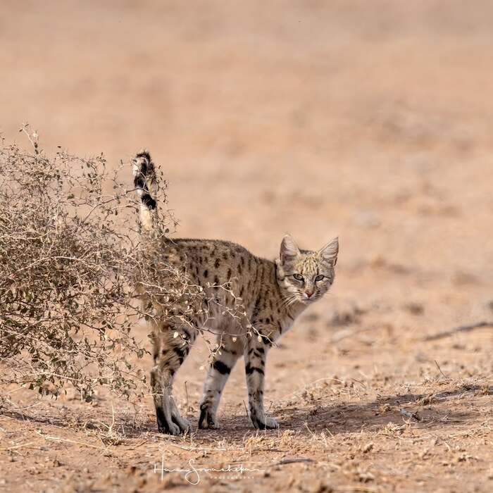 Степной кот метит территорию