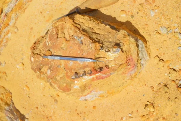 In Egypt, scientists have dug up – no, not a tomb or a mummy, but a formidable predator… - My, Archeology, Nauchpop, Longpost
