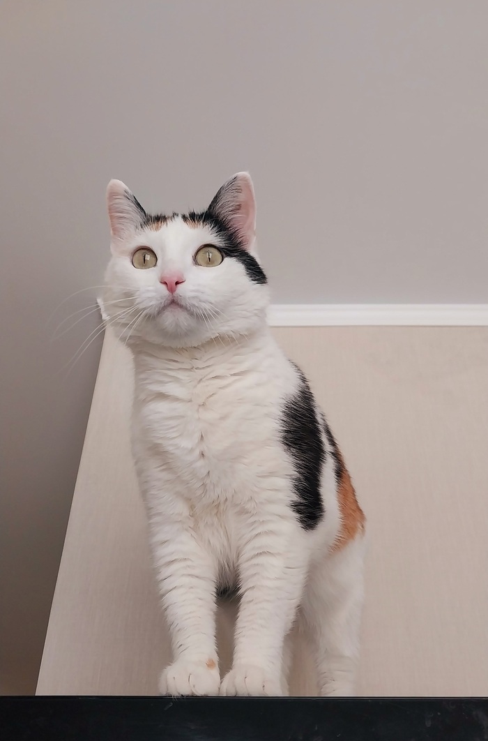      ,     -     , , , , , ,  , 