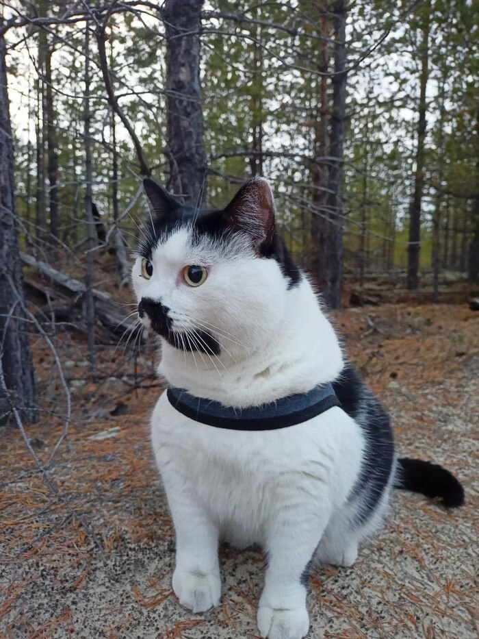 Ответ на пост «Конкурс: лучший кот Пикабу»