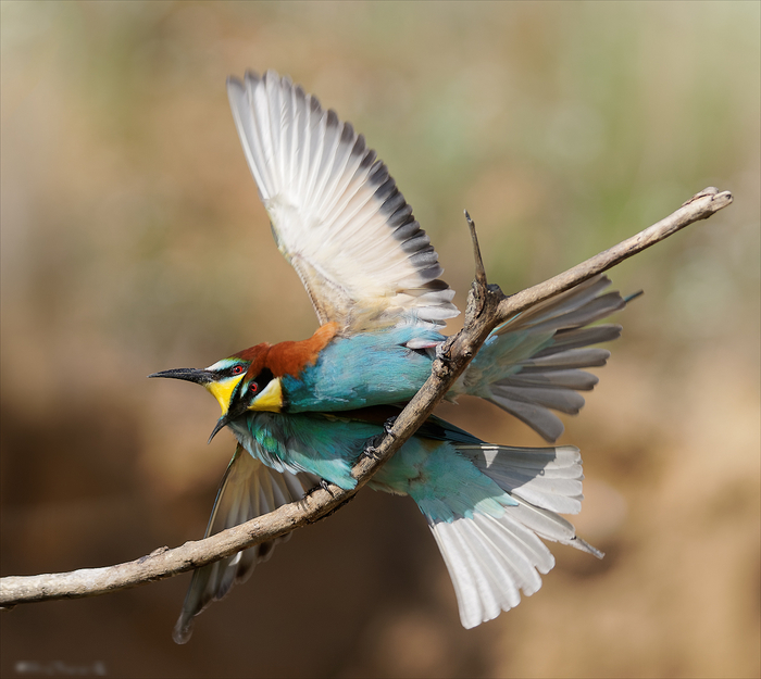 Золотистые щурки.