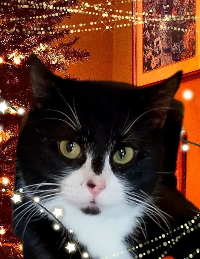 Green-eyed handsome guy is looking for a home - In good hands, Overexposure, Shelter, Homeless animals, Volunteering, Good league, Animal Rescue, Longpost