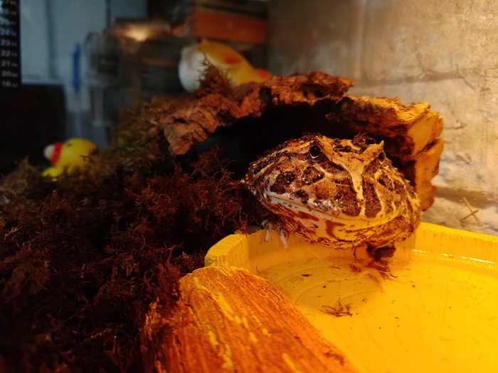 Чуваки не оборачиваются на Среду!