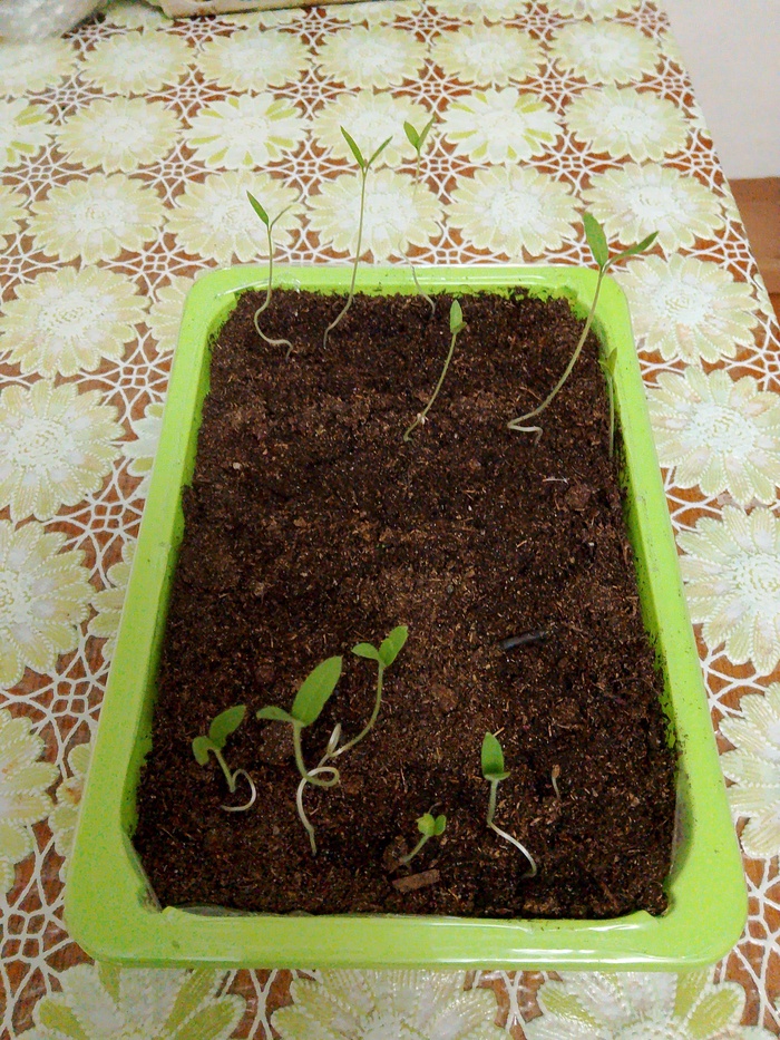 Лето близко