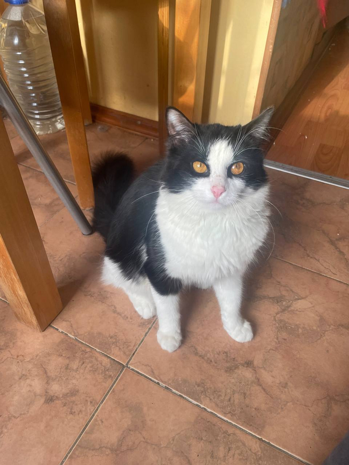 Ищем дом великолепному коту