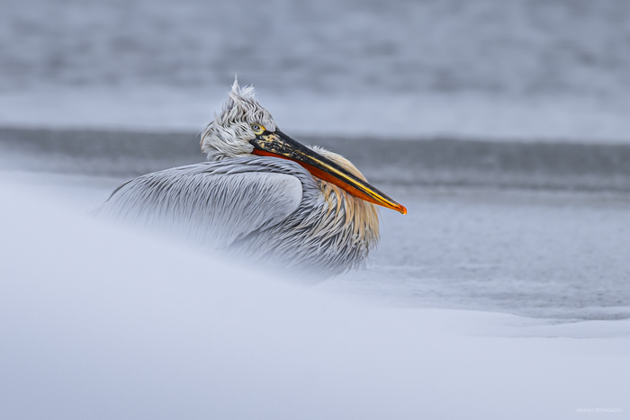 Nikon Z7 Nikkor 180-600 mm f5.6-6.3