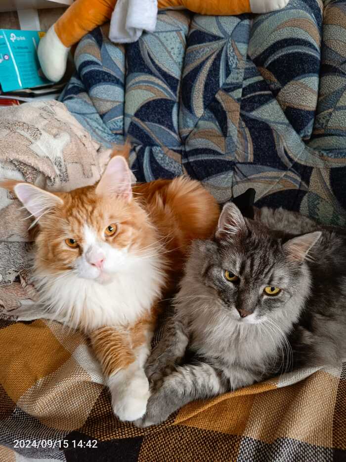 и вот его друг не менее красивый