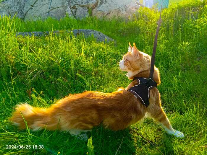 Вот такой красавец у нас