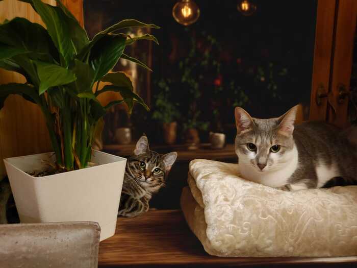 Ответ на пост «Конкурс: лучший кот Пикабу»