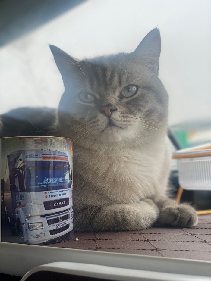 Камаз и котик - идеальное сочетание