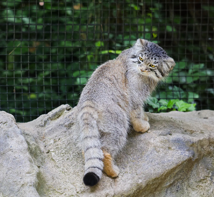 ���� � �������� ����-�����