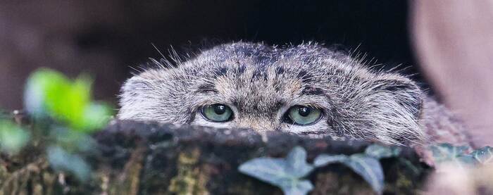 ����� � �������� ������