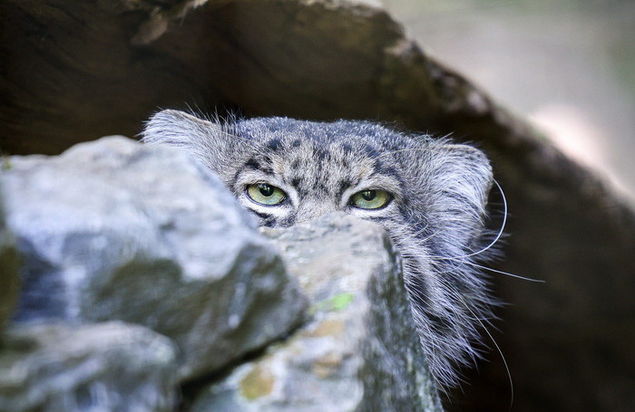 ���� � �������� �����, ���-����. 