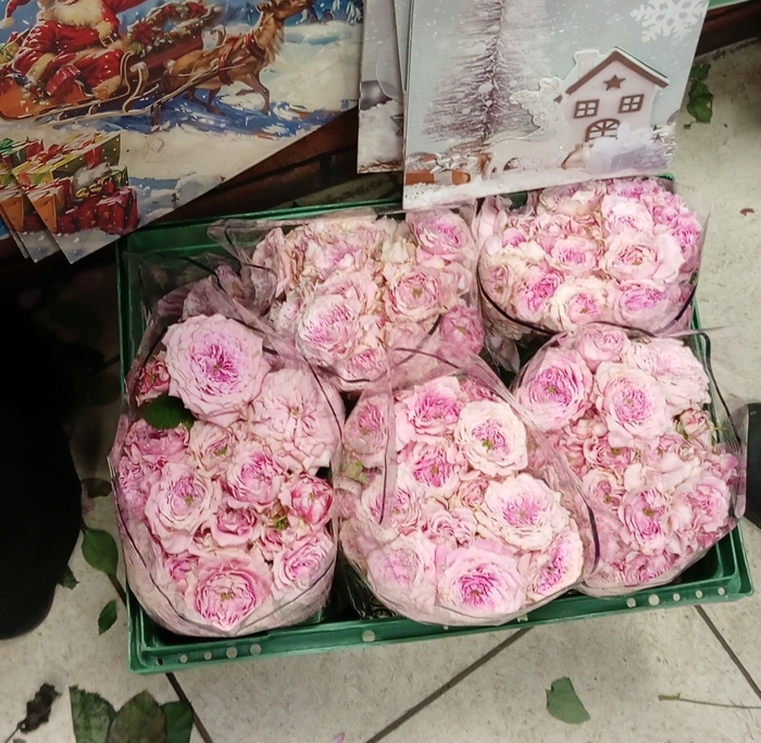 � ��� �� ����� ������ ��� ������ ����������.