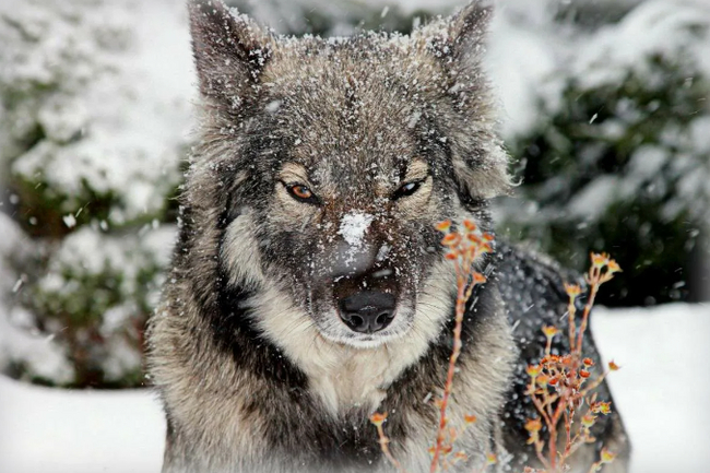 Двойные стандарты