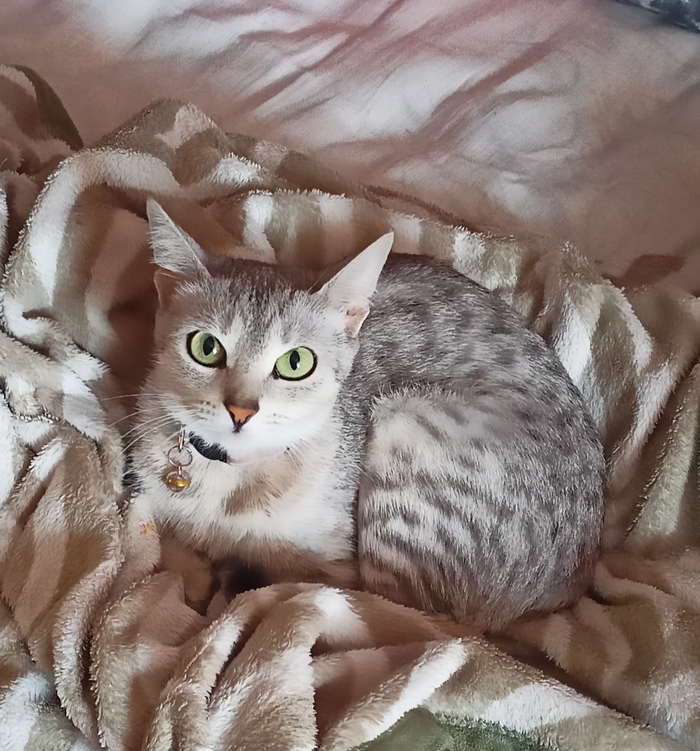 ���� ��������. 