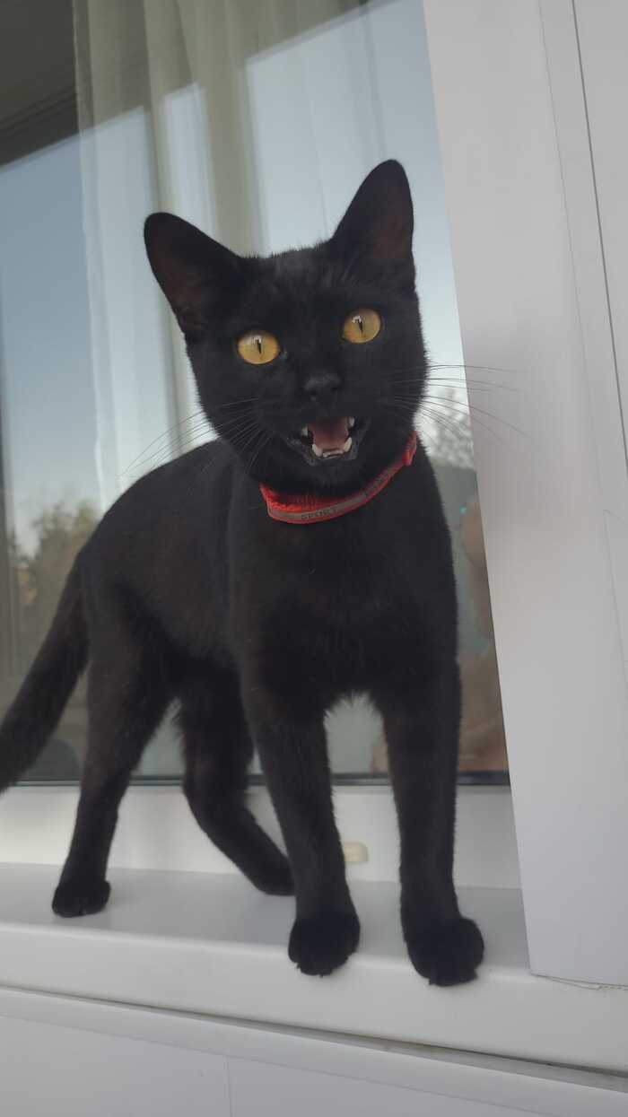 Ответ на пост «Конкурс: лучший кот Пикабу»