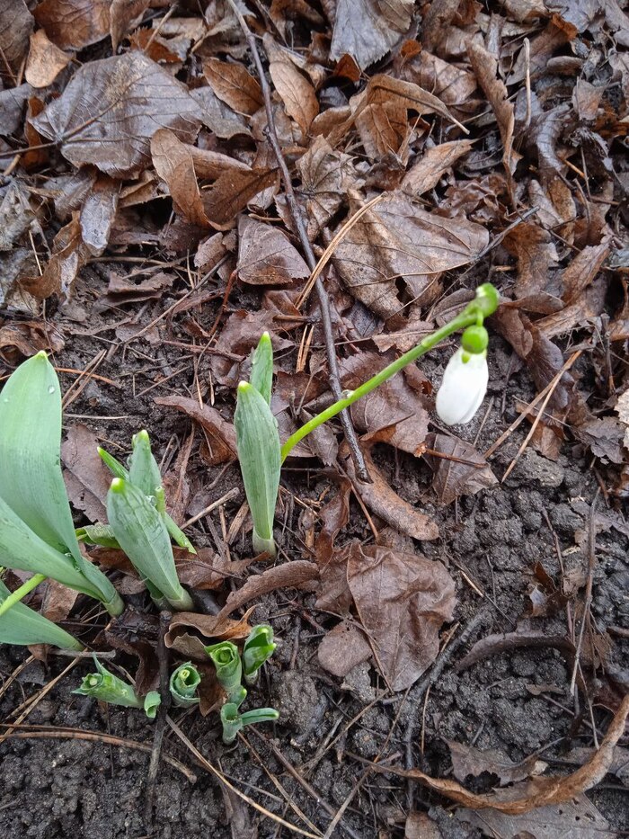 Настоящий вестник весны!